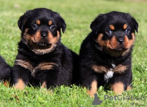 Foto №1. rottweiler - zum Verkauf in der Stadt Espoo | verhandelt | Ankündigung № 173989