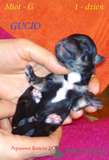 Foto №2 zu Ankündigung № 84573 zu verkaufen havaneser - einkaufen Polen quotient 	ankündigung, züchter