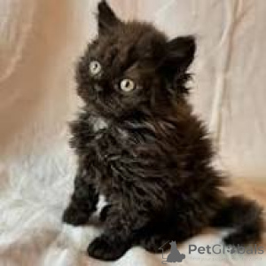 Foto №2 zu Ankündigung № 172715 zu verkaufen selkirk rex langhaarkatze - einkaufen Belgien quotient 	ankündigung, züchter