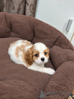 Foto №4. Ich werde verkaufen amerikanischer cocker spaniel, english cocker spaniel, english springer spaniel, welsh springer spaniel, irish water spaniel, perro de agua español, mastín español, cavalier king charles spaniel, cavalier king charles spaniel, clumber spaniel, russian spaniel, tibet-spaniel in der Stadt Riga.  - preis - 1000€
