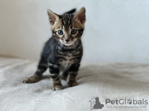 Foto №3. Marmorierte Bengalkatze zur Zucht. Großbritannien