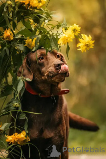 Foto №4. Ich werde verkaufen labrador retriever in der Stadt Chimki. quotient 	ankündigung - preis - Frei