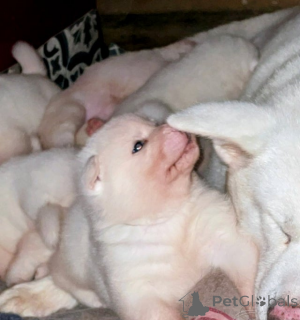 Foto №4. Ich werde verkaufen japan-spitz in der Stadt Birkenwerder.  - preis - 339€