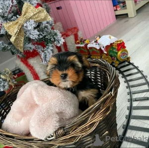 Foto №3. Yorkie Purebred Puppies kontaktieren Sie WhatsApp Business 447450021323. Finnland