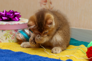 Foto №4. Ich werde verkaufen schottische faltohrkatze in der Stadt Gomel. vom kindergarten - preis - 168€