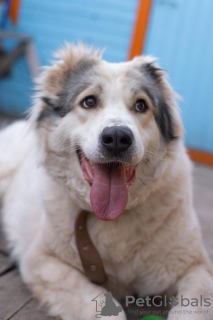 Foto №4. Ich werde verkaufen zentralasiatischer owtscharka in der Stadt Москва.  - preis - Frei