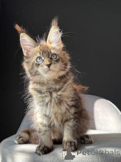 Foto №2 zu Ankündigung № 154918 zu verkaufen maine-coon-katze - einkaufen Deutschland züchter