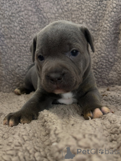 Foto №3. Pure Kraft und unzerbrechliche Liebe Staffordshire Bull Terrier Welpe. Tschechische Republik