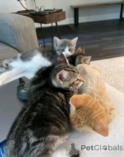 Foto №1. maine-coon-katze - zum Verkauf in der Stadt Aalen | 533€ | Ankündigung № 154633