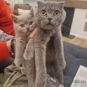 Foto №1. schottische faltohrkatze - zum Verkauf in der Stadt Schenefeld | 368€ | Ankündigung № 167272