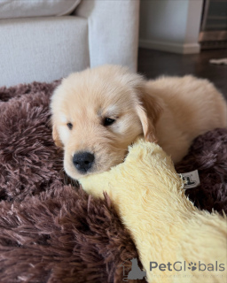 Foto №1. golden retriever - zum Verkauf in der Stadt Genf | verhandelt | Ankündigung № 179023