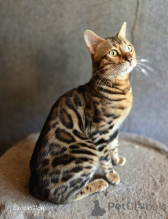 Foto №3. Paarung von Bengalkatzen in Weißrussland. Ankündigung № 174046
