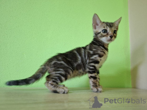 Foto №3. Bengal Kitten Bengalen. Polen