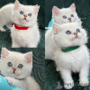 Foto №3. Flauschige weiße Babys von Maika Britisch-Kurzhaar-Kätzchen. Luxemburg