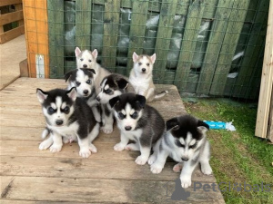 Foto №1. siberian husky - zum Verkauf in der Stadt Bristol | 450€ | Ankündigung № 116164