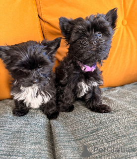 Foto №1. yorkshire terrier - zum Verkauf in der Stadt Vukovar | 339€ | Ankündigung № 161329