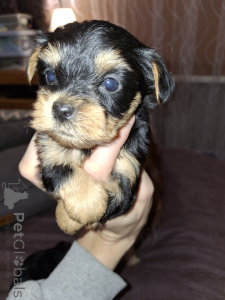 Foto №4. Ich werde verkaufen biewer terrier, yorkshire terrier in der Stadt Tallinn. quotient 	ankündigung, vom kindergarten, züchter - preis - 700€