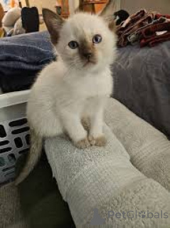 Foto №3. Myytävänä siamilaisia kissanpentuja. Finnland