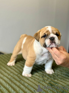 Foto №2 zu Ankündigung № 167370 zu verkaufen englische bulldogge - einkaufen Finnland quotient 	ankündigung