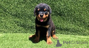 Foto №1. rottweiler - zum Verkauf in der Stadt Barendrecht | Frei | Ankündigung № 159200