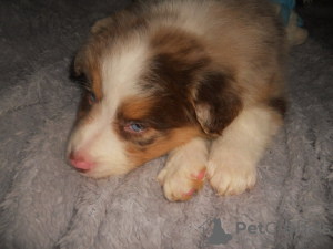 Foto №1. australian shepherd - zum Verkauf in der Stadt Dragsvik | Frei | Ankündigung № 119304