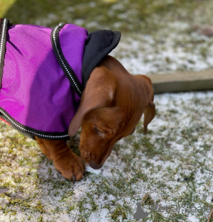 Foto №4. Ich werde verkaufen dackel in der Stadt Saint-Alexandre.  - preis - 750€