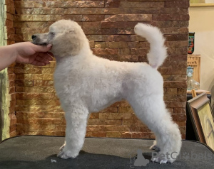 Foto №3. Poodle standard Puppies. Serbien