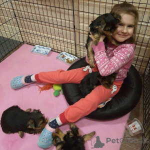 Foto №1. yorkshire terrier - zum Verkauf in der Stadt Härnösand | verhandelt | Ankündigung № 170433