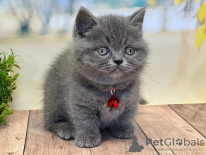 Foto №3. Kauniita Scottish Fold Kissanpentuja. Finnland