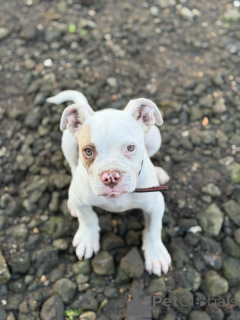 Foto №2 zu Ankündigung № 177642 zu verkaufen american pit bull terrier - einkaufen Griechenland züchter