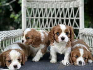 Foto №1. cavalier king charles spaniel - zum Verkauf in der Stadt Berlin | 1000€ | Ankündigung № 139056