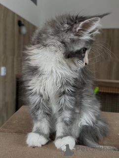 Foto №2 zu Ankündigung № 165689 zu verkaufen maine-coon-katze - einkaufen Deutschland quotient 	ankündigung, züchter