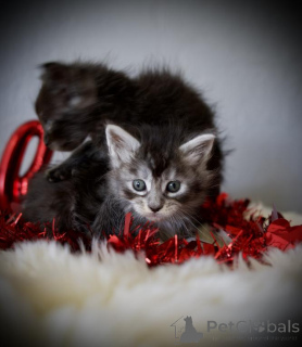 Foto №1. maine-coon-katze - zum Verkauf in der Stadt Hockenheim | 350€ | Ankündigung № 173526