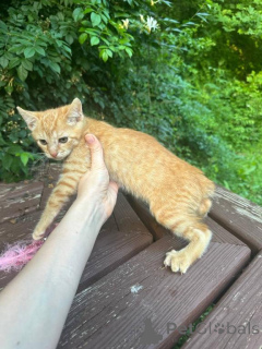 Foto №1. american bobtail - zum Verkauf in der Stadt Bad Wildungen | verhandelt | Ankündigung № 170331