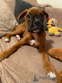 Foto №1. deutscher boxer - zum Verkauf in der Stadt Londerzeel | 500€ | Ankündigung № 159420