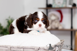 Foto №2 zu Ankündigung № 160074 zu verkaufen cavalier king charles spaniel - einkaufen Deutschland quotient 	ankündigung
