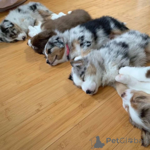 Foto №4. Ich werde verkaufen australian shepherd in der Stadt Düsseldorf. quotient 	ankündigung - preis - verhandelt