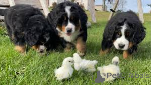 Foto №1. berner sennenhund - zum Verkauf in der Stadt Helsinki | 800€ | Ankündigung № 169384