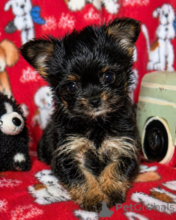 Foto №1. biewer terrier - zum Verkauf in der Stadt Washington | 969€ | Ankündigung № 168220