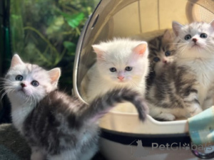 Foto №4. Ich werde verkaufen munchkin in der Stadt München. züchter - preis - verhandelt