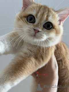 Foto №4. Ich werde verkaufen britisch kurzhaar in der Stadt Istanbul. züchter - preis - 2125€