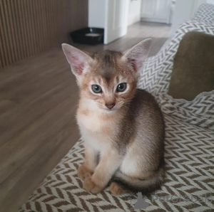 Foto №1. abessinierkatze - zum Verkauf in der Stadt Schwerte | 350€ | Ankündigung № 178021