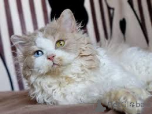 Foto №3. Chatons Selkirk Rex sind sofort verfügbar.. Belgien