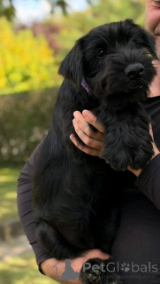 Foto №3. Mittelschnauzer-Welpen. Serbien