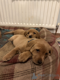 Foto №2 zu Ankündigung № 128727 zu verkaufen labrador retriever - einkaufen USA quotient 	ankündigung