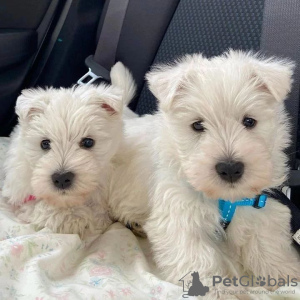 Foto №1. west highland white terrier - zum Verkauf in der Stadt Амстердам | verhandelt | Ankündigung № 44004