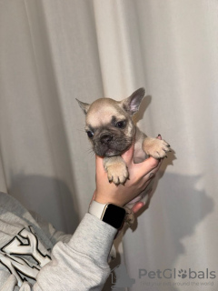 Foto №3. Französische Bulldogge Welpen - KC. Deutschland