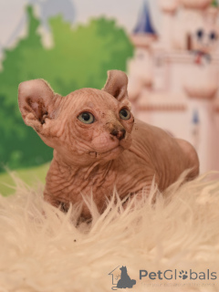 Foto №4. Ich werde verkaufen elf in der Stadt Haifa. vom kindergarten - preis - verhandelt