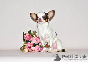 Zusätzliche Fotos: Schöne Miniaturprinzessin. Chihuahua-Mädchen.