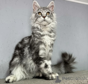 Foto №2 zu Ankündigung № 163714 zu verkaufen maine-coon-katze - einkaufen Deutschland züchter